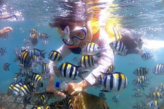 Snorkeling bersama ikan tropis dekat Gili Islands, Lombok